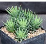Haworthia coarctata var. adelaidensis (riebeeckensis) one-gallon