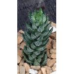 Haworthia coarctata var. bellula (GGSmith 3137) 4-inch pots