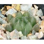 Haworthia cooperi var. cooperi 2-inch pots