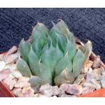 Haworthia cooperi var. cooperi 3-inch pots