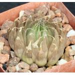 Haworthia cooperi var. gordoniana (FSA 192) 4-inch pots