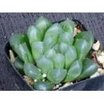 Haworthia cooperi var. pilifera 2-inch pots