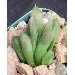 Haworthia cooperi var. pilifera 2-inch pots