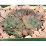 Haworthia cooperi var. truncata (MBB 386/70) 4-inch pots