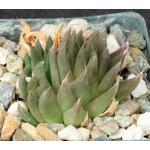 Haworthia cooperi var. leightonii 3-inch pots