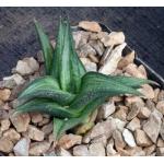 Haworthia coriacea (IB 6414) 4-inch pots