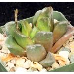 Haworthia cuspidata x truncata 4-inch pots