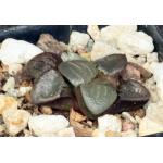 Haworthia cv As If 2-inch pots