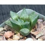 Haworthia cv Baile 2-inch pots