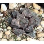 Haworthia cv Blue Diamond 4-inch pots