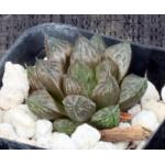 Haworthia cv Canto 2-inch pots