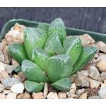 Haworthia cv Evermore 4-inch pots