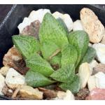 Haworthia cv Flying Monkeys 2-inch pots