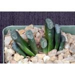 Haworthia cv Galadriel 2-inch pots