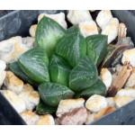 Haworthia cv Gipsy 2-inch pots