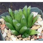 Haworthia cv Harry Johnson 4-inch pots