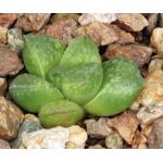 Haworthia cv Ipso Facto 2-inch pots