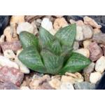 Haworthia cv Katie 2-inch pots
