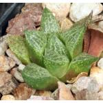 Haworthia cv Katie 2-inch pots