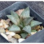 Haworthia cv Lieflik 2-inch pots