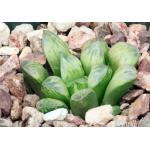 Haworthia cv Mea Culpa 4-inch pots