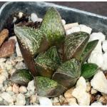 Haworthia cv Melting Pot 2-inch pots