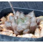 Haworthia cv Mirror Ball 2-inch pots