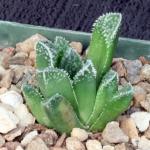 Haworthia cv Muy Bueno 4-inch pots