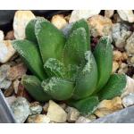 Haworthia cv Nolo Contendere 2-inch pots