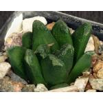 Haworthia cv Nolo Contendere 2-inch pots