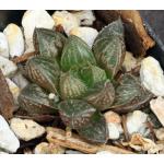 Haworthia cv Panty 2-inch pots