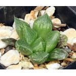 Haworthia cv Penelope 2-inch pots