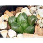 Haworthia cv Plagioclase 2-inch pots