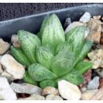 Haworthia cv Pratig 2-inch pots