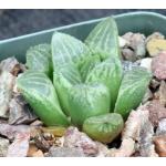 Haworthia cv Pretty One 2-inch pots