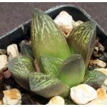 Haworthia cv Qarad 2-inch pots