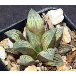 Haworthia cv Qarad 2-inch pots