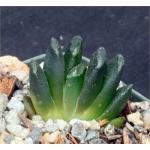 Haworthia cv ‘Rick's Pride' 2-inch pots