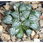 Haworthia cv Snow 4-inch pots