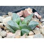 Haworthia cv Suavecito 2-inch pots