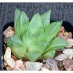 Haworthia cv Sublime 2-inch pots