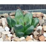 Haworthia cv Toni 4-inch pots