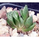Haworthia cv Veiny 2-inch pots