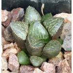 Haworthia cv Weird 2-inch pots