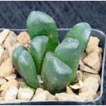 Haworthia cv Wicked Witch 2-inch pots