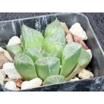 Haworthia cv Witchs Brew 2-inch pots