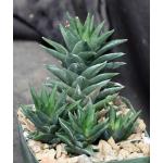 Haworthia cv Zogoneto 4-inch pots