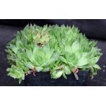 Haworthia cymbiformis var. cymbiformis one-gallon pots