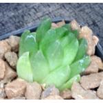 Haworthia cymbiformis var. ramosa 2-inch pots