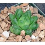Haworthia cymbiformis var. ramosa 4-inch pots
